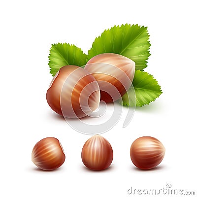 Set of Full Unpeeled Hazelnuts with Leaves Vector Illustration