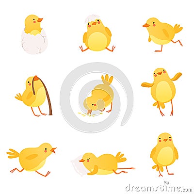 Set of funny yellow chicken in various situations. Cartoon character of little farm bird. Isolated flat vector design Vector Illustration