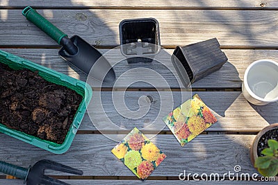 Set of garden tools, seedlings pots, soil on a wooden table. preparation for planting flower seeds Tagetes. Stock Photo