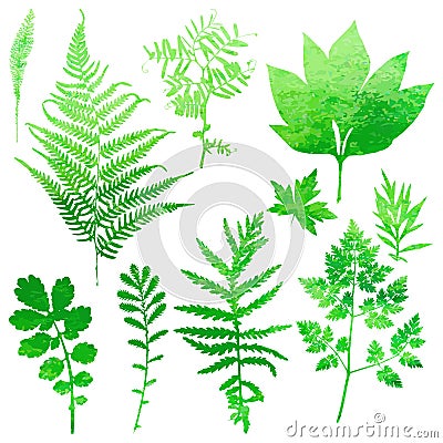 Set of garden watercolor leaves. Vector Illustration