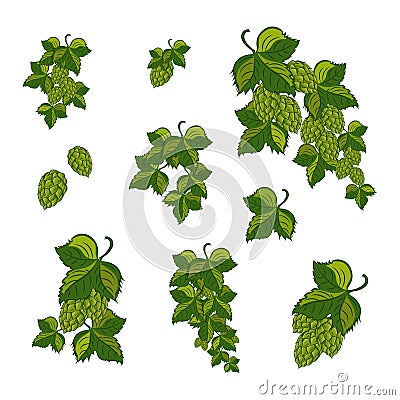 Set; Garland of hops with leaves and cones, . Vector Illustration