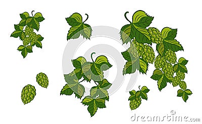 Set; Garland of hops with leaves and cones, isolated. Vector Vector Illustration