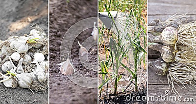 Set with garlic field. Young green sprout Stock Photo
