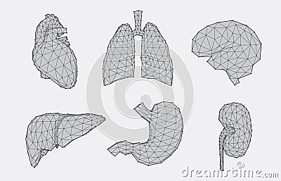 Set of geometric anatomy Vector Illustration