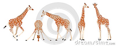 Set of giraffes in different angles and emotions in cartoon style. Vector illustration of herbivorous African animals Vector Illustration