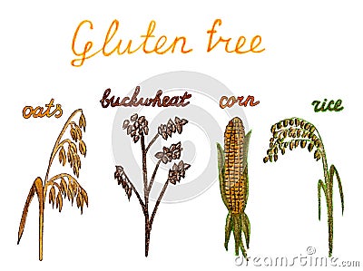 set of gluten-free cereals oats buckwheat rice corn images and lettering isolated on white background Cartoon Illustration