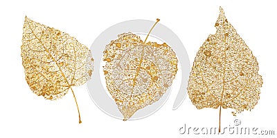 Set of golden leaves skeletons. Fallen foliage for autumn designs. Natural leaf of aspen and birch. Vector illustration Vector Illustration