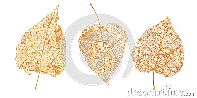 Set of golden leaves skeletons. Fallen foliage for autumn designs. Natural leaf of aspen and birch. Vector illustration Vector Illustration