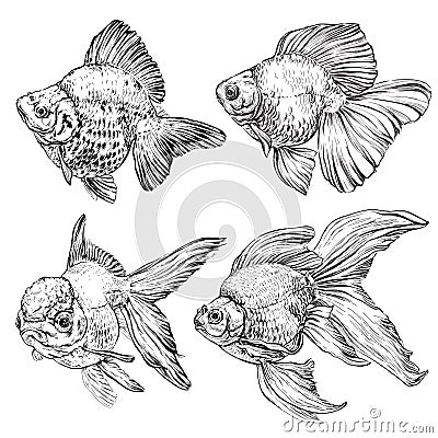 Set of Goldfish. Vector illustration Vector Illustration