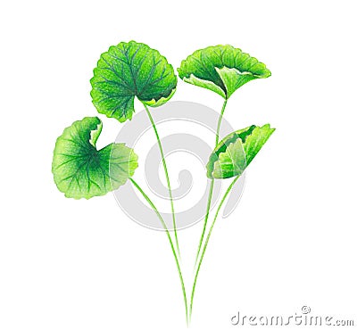 Set of gotu kola leaf watercolor illustration on white background, health care and medical concept Cartoon Illustration