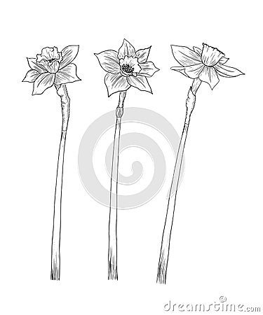 Set of graphic illustrations with a narcissus line bouquet of daffodils Cartoon Illustration