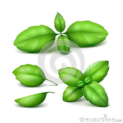 Set of Green Basil Leaves Close up Background Vector Illustration