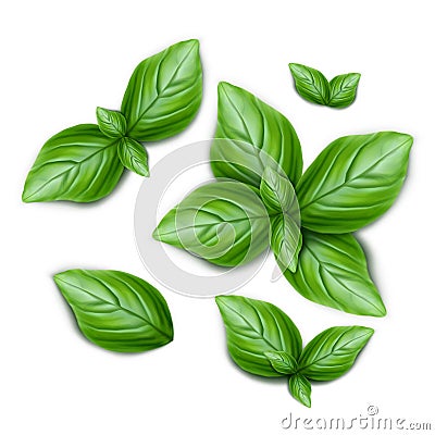 Set of green basil leaves Cartoon Illustration