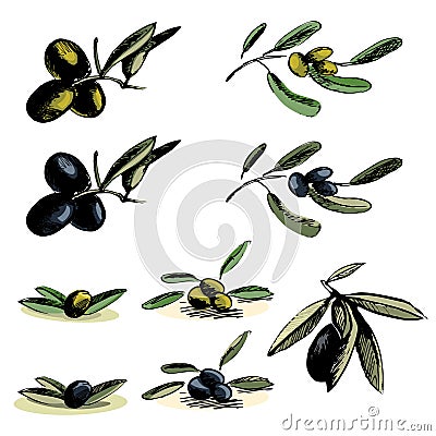 Set of green and black olives illustrations Vector Illustration