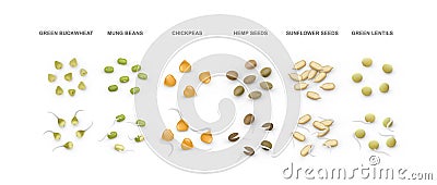 Set of green buckwheat, mung, chickpeas, hemp, sunflower seeds, lentils. Vector illustration. Vector Illustration