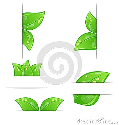 Set of green ecological labels with leaves Vector Illustration