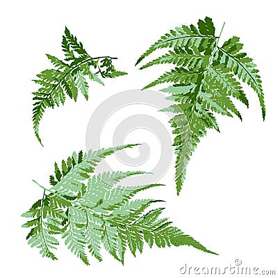 Set of green fern leaves, tropical plant vector illustration Vector Illustration