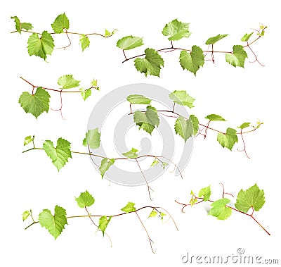 Set with green grape branches Stock Photo