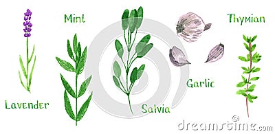 Set of green herbs, lavender, mint, sage, salvia, garlic, thyme, watercolor illustration Cartoon Illustration