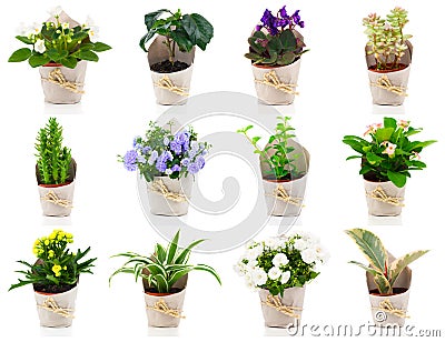 Set of green house plant and flower Stock Photo