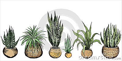 Set of green house plants in woven pots. Vector Illustration