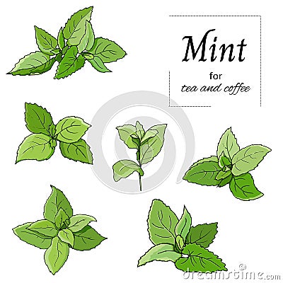 Set of green leaves mint and melisa cut out on white background. Vector hand drawn botanical illustration Vector Illustration