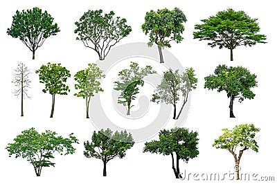 Set of green leaves trees collection isolated on white background, die cut with clipping path Stock Photo