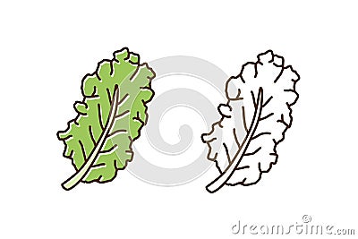 Set of green and monochrome leaves of kale in line art style. Fresh leaf of colorful and outline cabbage vector Vector Illustration