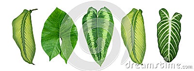 Set of green monstera palm banana and tropical plant leaf on white background for design elements, Flat layd Stock Photo