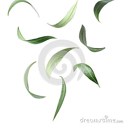 Set with green olive leaves falling Stock Photo