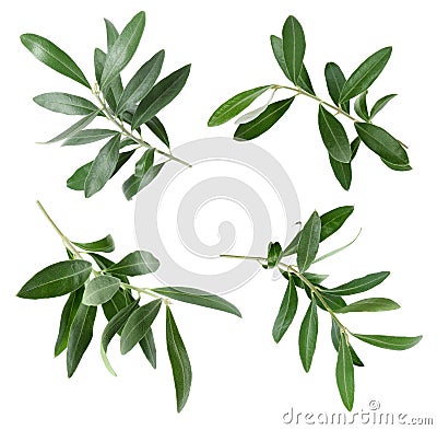 Set with green olive twigs and leaves Stock Photo