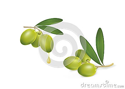 Set of green olives on white background Vector Illustration