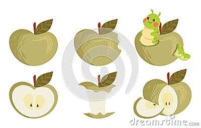Set of green ripe apple collections whole and bitten on white background Vector Illustration