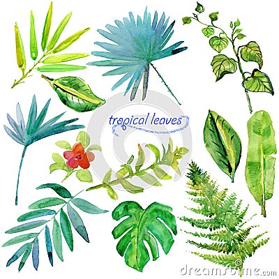 Set of green tropical watercolor leaves and plants. Stock Photo