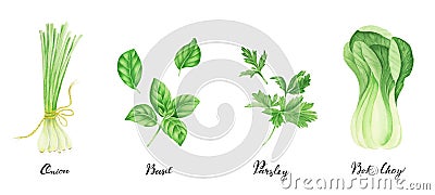 Set of green vegetables with lettering: onion, parsley, basil and bok choy, watercolor painting. Cartoon Illustration