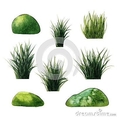 Set of green watercolor marsh tuft of grass reed, cattail, tussocks. Illustration isolated on white Stock Photo