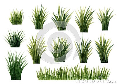 Set of green watercolor marsh tuft of grass reed, cattail, tussocks.Watercolor illlustration Stock Photo