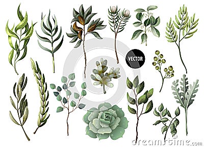 Set of greenery leaves herb and succulent in watercolor style. Eucalyptus, magnolia, fern and other vector illustration. Vector Illustration