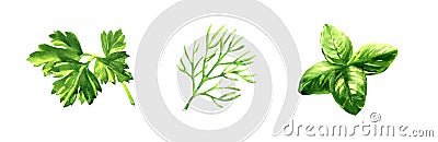 Set of greens, fresh green dill, parsley herb, basil leaves, spice, natural organic healthy food, vegetarian ingredient Cartoon Illustration