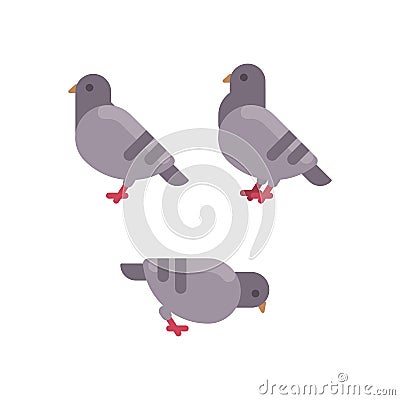 Set of grey pigeon flat icons. Rock dove minimal flat illustration Vector Illustration