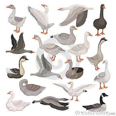 Set of greylag geese. Waterfowl poultry cartoon vector Vector Illustration