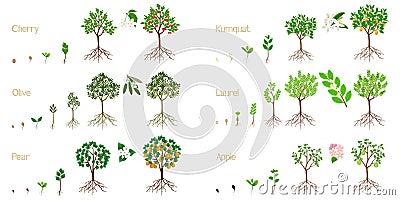 Set of growth cycles of fruit trees with roots on a white background. Vector Illustration