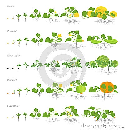 Set of growth stages cucurbitaceae plants. Pumpkin melon and watermelon zucchini or courgette and cucumber plant. Life Vector Illustration