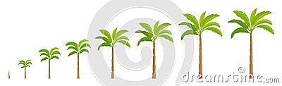 Set growth stages of palm tree. Vector Illustration growing plants. Period progression life cycle animation. Vector Illustration