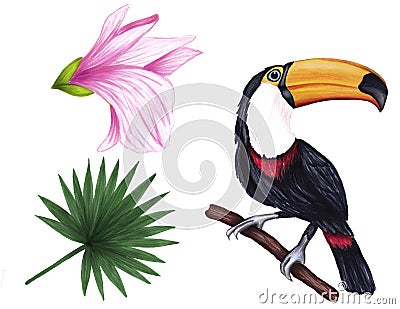 Set of hand drawing soft pink-beige alstroemeria, black toucan and green tropical fan palm leaf on white background. Stock Photo