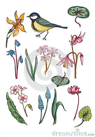 Set of watercolor floral elements with bird. Stock Photo