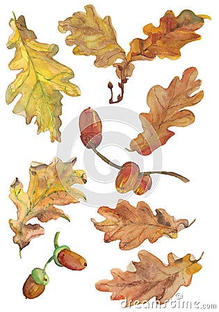 Set of hand drawn aqwarelle autumn oak leaves and acorns. Stock Photo