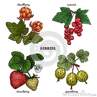 Set of hand drawn berries isolated on white background. Raspberry, blueberry, cherry, cowberry on white background. Fruit botany Vector Illustration