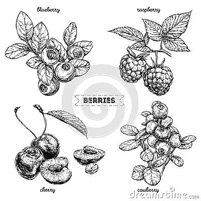 Set of hand drawn berries isolated on white background. Raspberry, blueberry, cherry, cowberry on white background. Vector Illustration