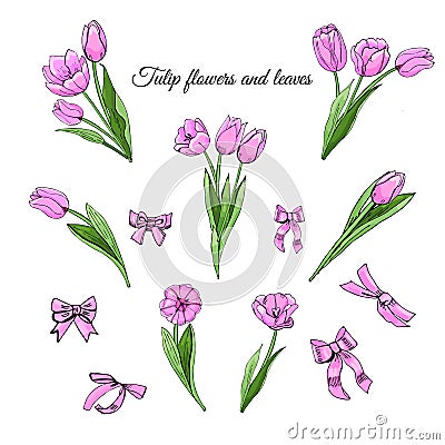 Set hand drawn colored sketch with pink tulip flowers, leaves and bows isolated on white background. Vector Illustration